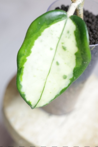 Hoya Madara Green Edge