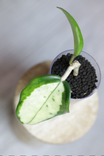 Hoya Madara Green Edge