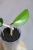 Hoya Madara Green Edge