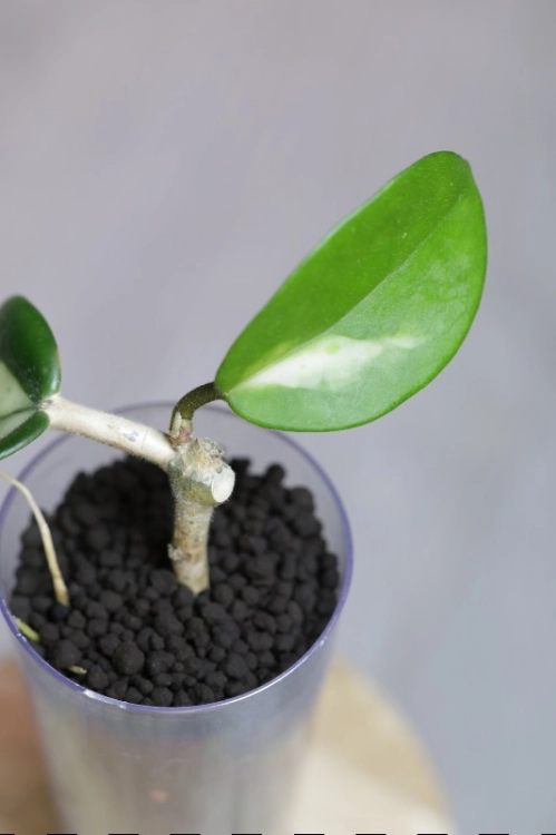 Hoya Madara Green Edge