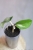 Hoya Madara Green Edge