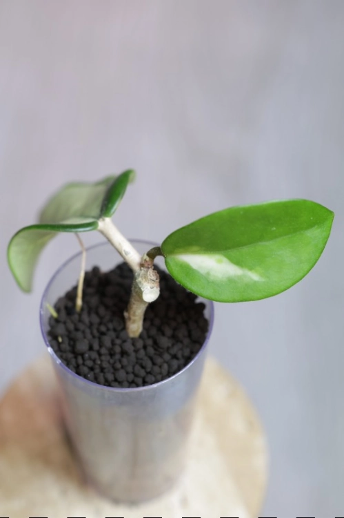 Hoya Madara Green Edge