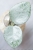 Hoya Carnosa Stardust Silver (TPQ-030)
