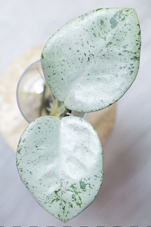 Hoya Carnosa Stardust Silver (TPQ-030)