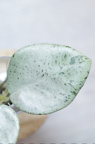 Hoya Carnosa Stardust Silver (TPQ-030)