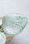 Hoya Carnosa Stardust Silver (TPQ-030)