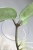 Hoya Carnosa Stardust Silver (TPQ-030)