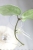 Hoya Carnosa Stardust Silver (TPQ-030)