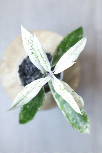 Hoya Multiflora Pandawa