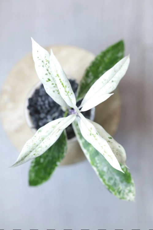 Hoya Multiflora Pandawa