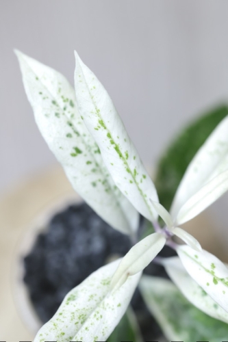 Hoya Multiflora Pandawa