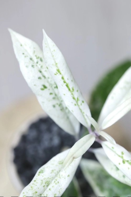 Hoya Multiflora Pandawa