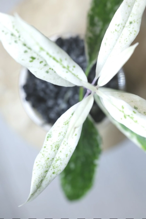 Hoya Multiflora Pandawa
