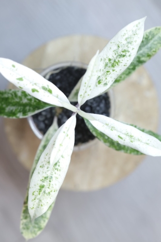 Hoya Multiflora Pandawa