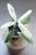 Hoya Multiflora Pandawa
