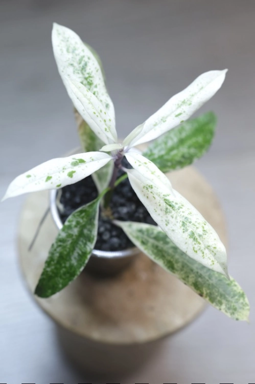 Hoya Multiflora Pandawa