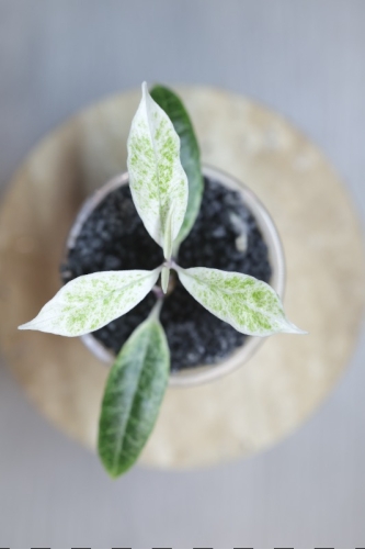 Hoya Multiflora Pandawa