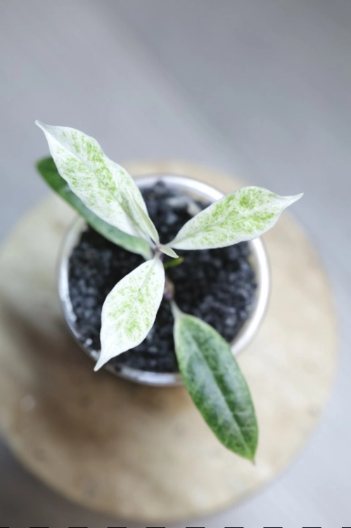 Hoya Multiflora Pandawa