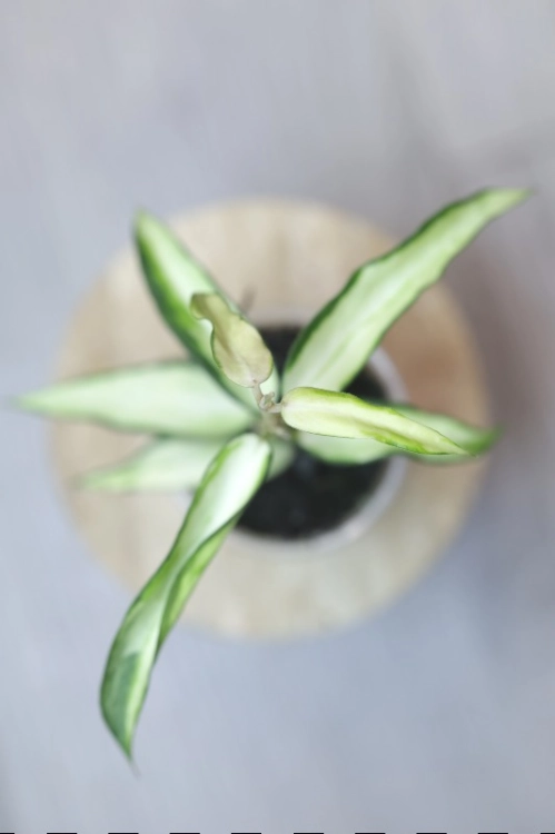 Hoya Burmanica Variegataa