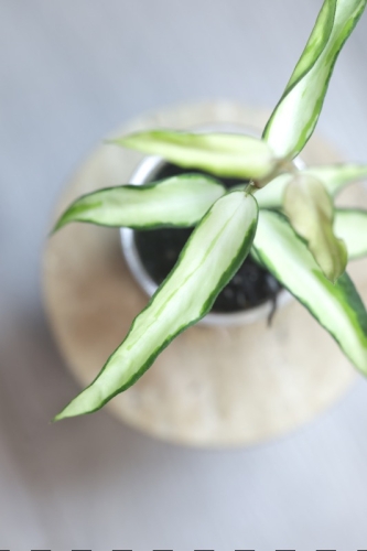Hoya Burmanica Variegataa