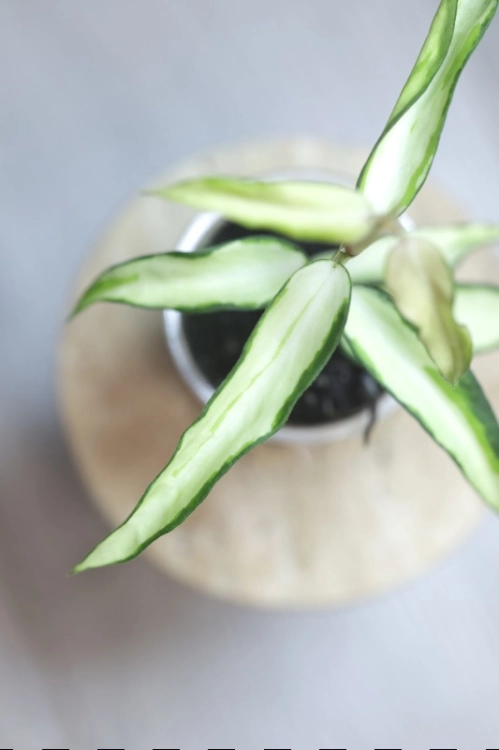 Hoya Burmanica Variegataa
