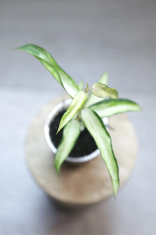 Hoya Burmanica Variegataa