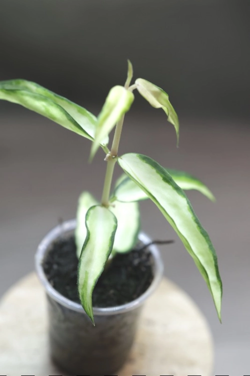 Hoya Burmanica Variegataa