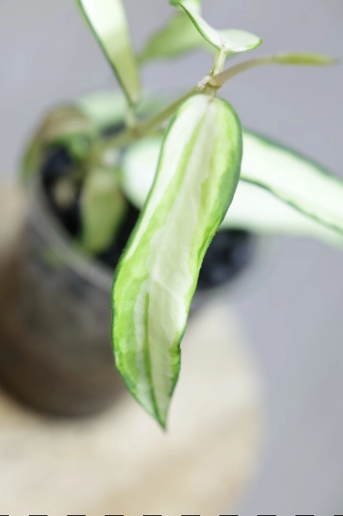 Hoya Burmanica Variegata