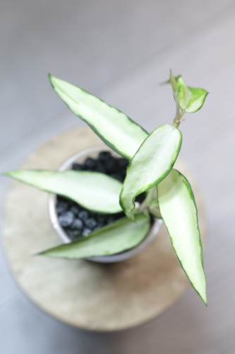 Hoya Burmanica Variegata