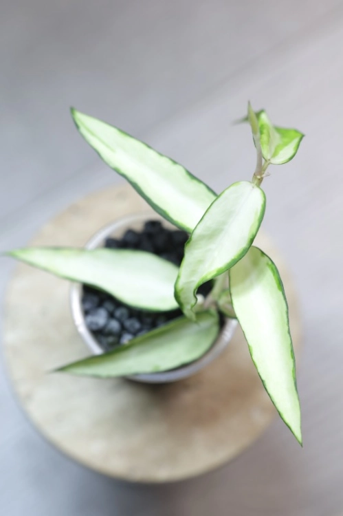 Hoya Burmanica Variegata