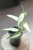 Hoya Burmanica Variegata