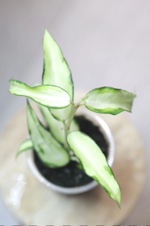 Hoya Burmanica Variegata