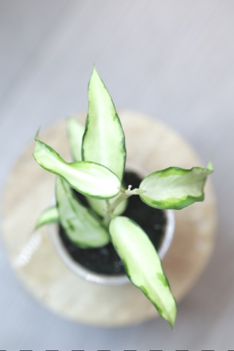 Hoya Burmanica Variegata