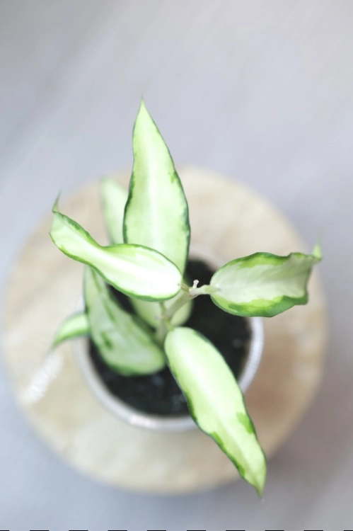 Hoya Burmanica Variegata