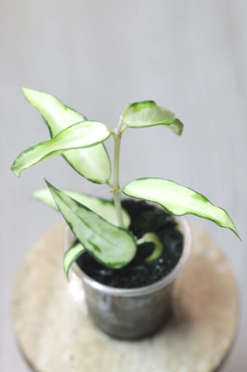 Hoya Burmanica Variegata