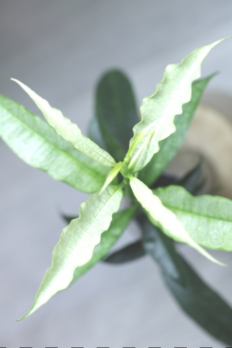 Hoya Irisae Silver