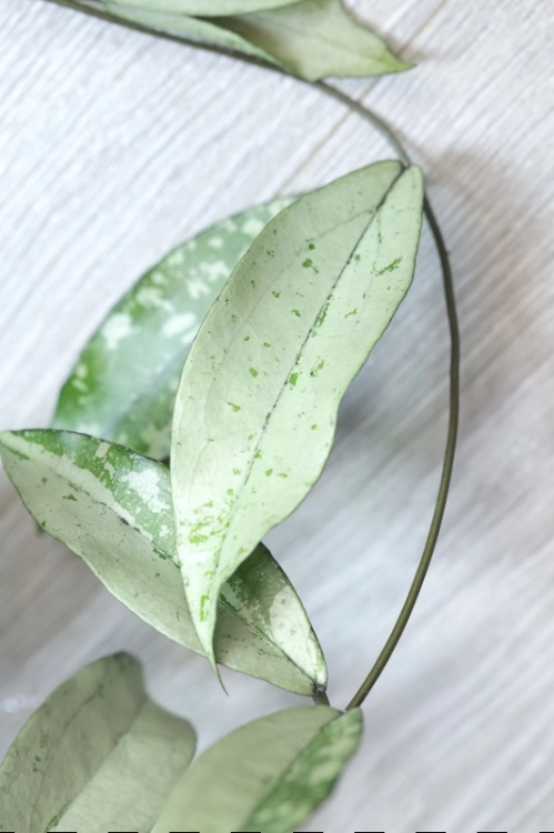 Hoya Alena