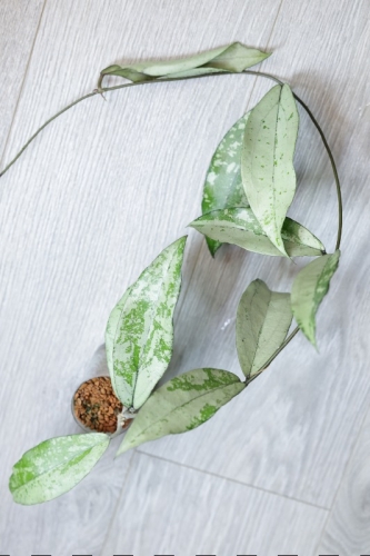 Hoya Alena