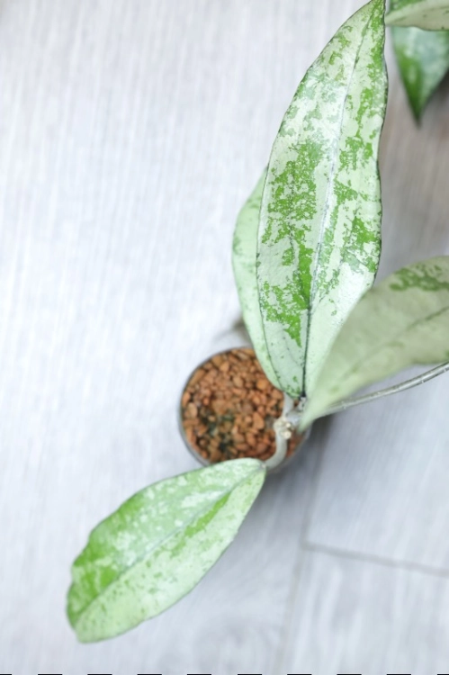 Hoya Alena