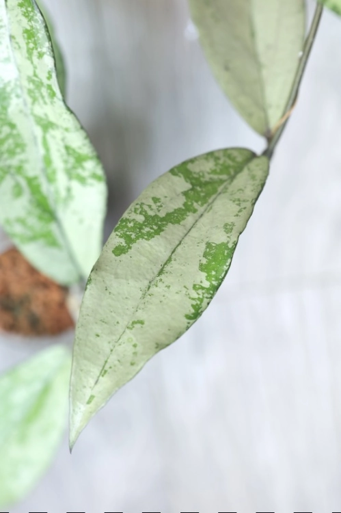 Hoya Alena