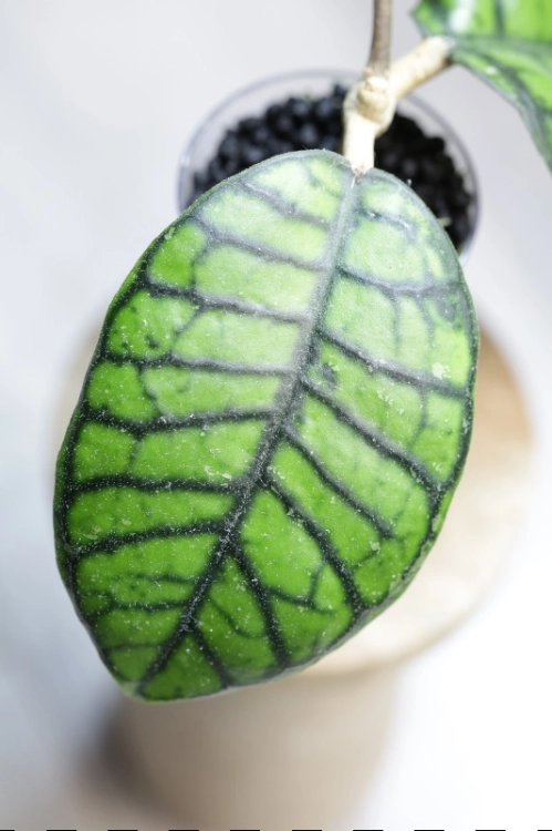 Hoya Callistophylla Chibi