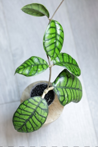 Hoya Callistophylla Chibi