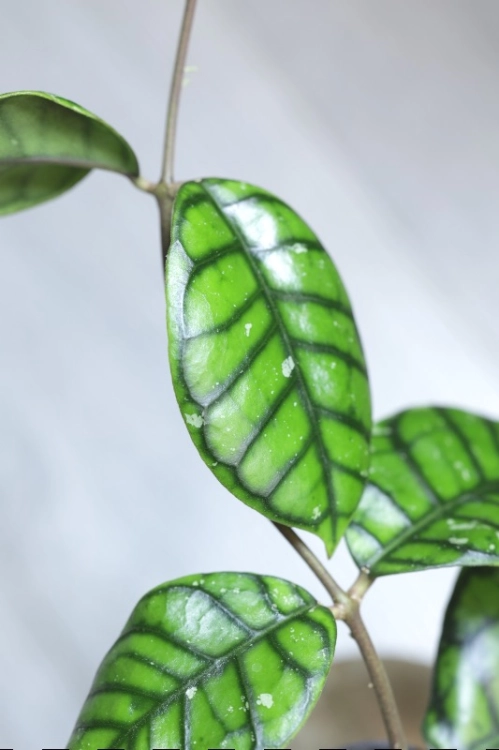 Hoya Callistophylla Chibi
