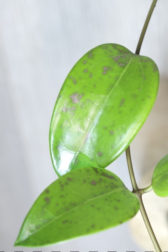 Hoya Verticillata 'Purple Aurora'