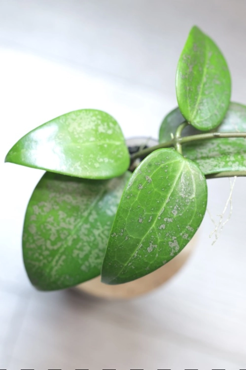 Hoya Verticillata 'Purple Aurora'