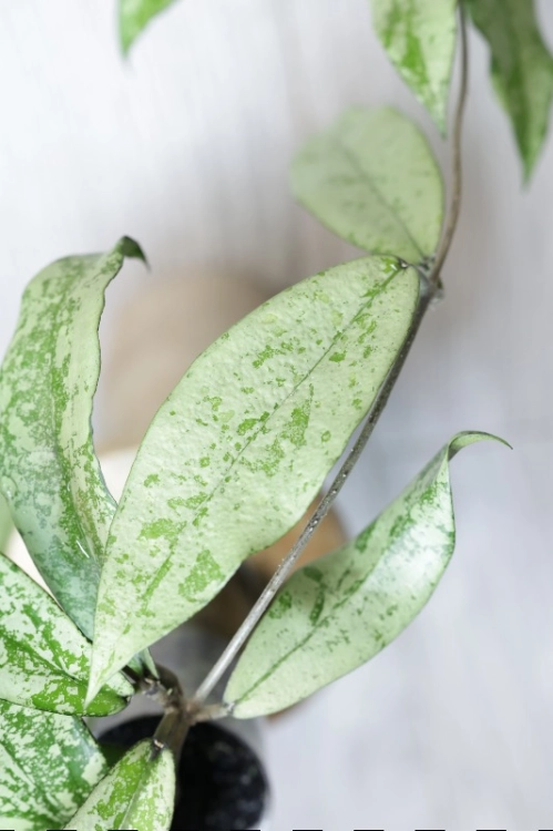 Hoya Alena
