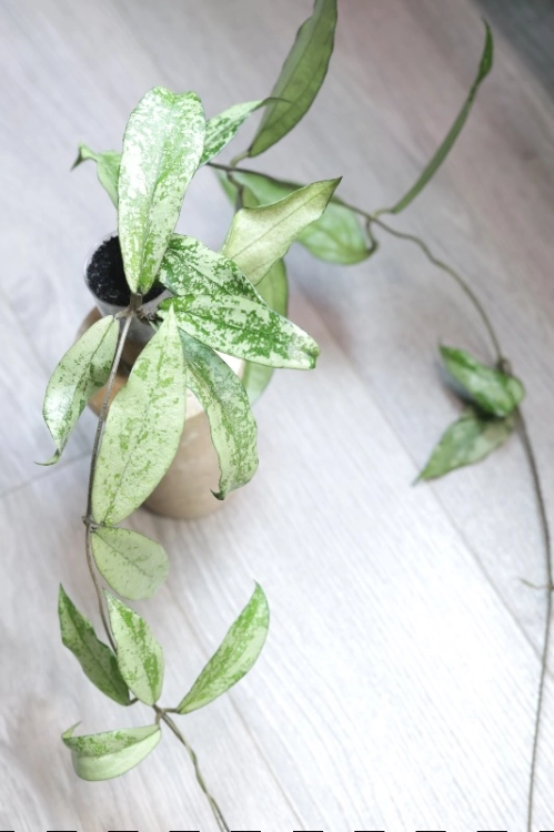 Hoya Alena