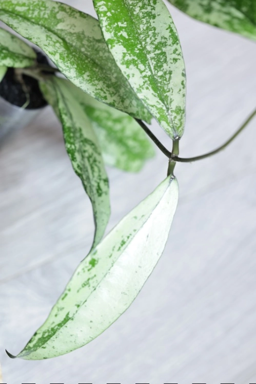 Hoya Alena