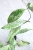Hoya Alena