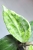 Hoya Latifolia Peridot